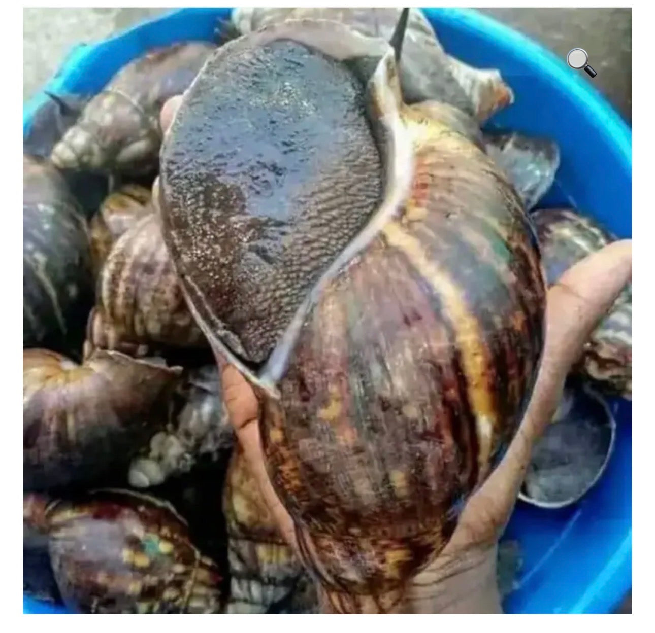 Giant African Fresh Snail 4pcs descaled and Cleaned