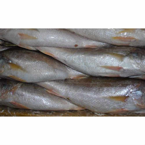 Large Croaker Fish 2/3 pcs