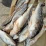 Large Croaker Fish 2/3 pcs